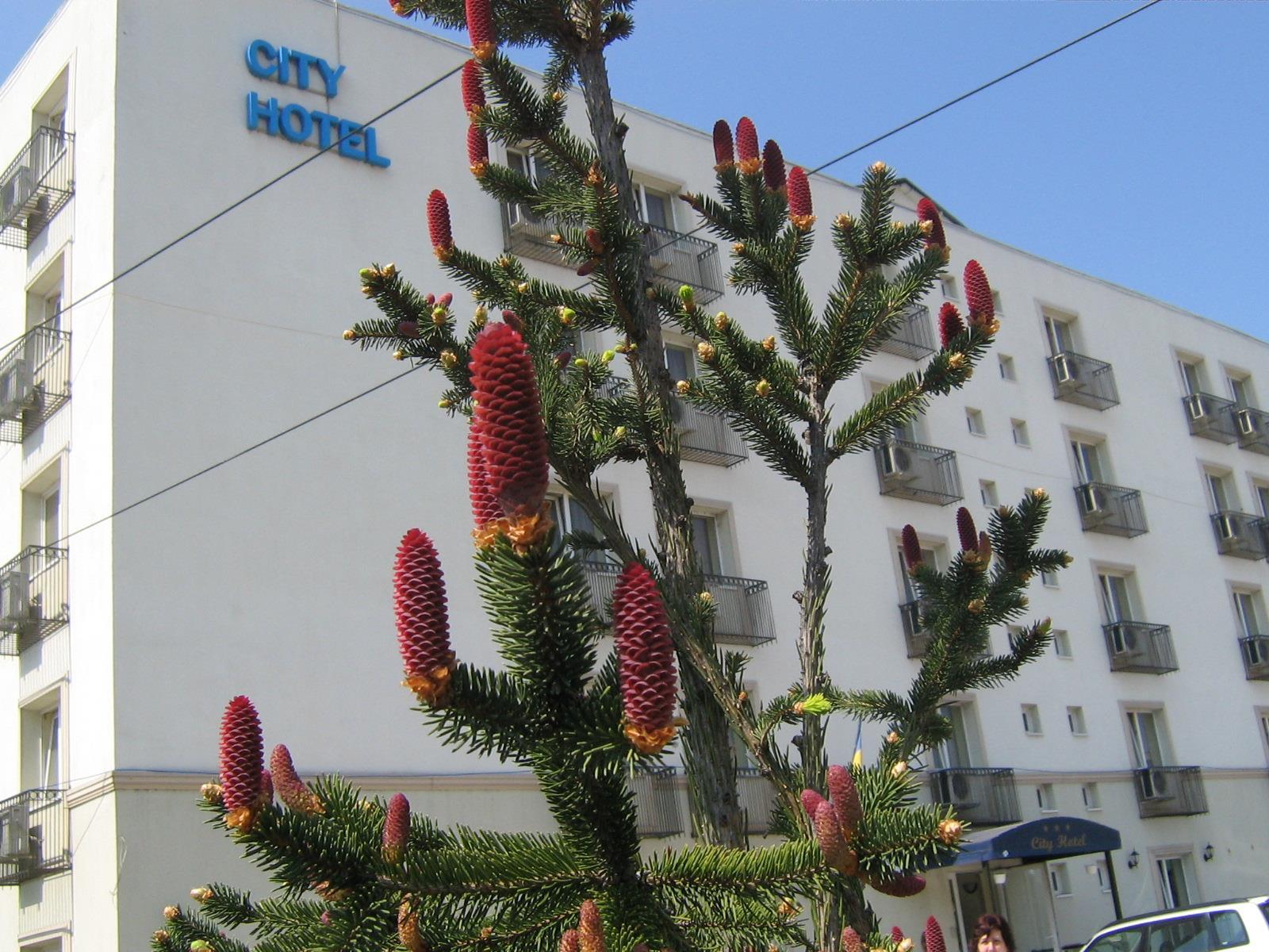 City Hotel Bucharest 2* Bucarest